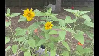SUNFLOWER/ Growing Sunflowers /Growing Jalape&ntilde;o Peppers ~ Update ~ Tommy Bites TV & Homestead