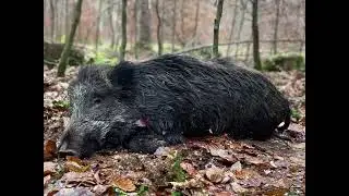 Dr&uuml;ckjagd-Driven hunt - wild boars - Schwarzwild