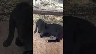 🔴 Bakra Mandi 2022 | Janwar Official | Eid 2022 | Beautiful Bakra , Beautiful Bull #Shorts #Eid2022