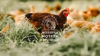 Mission in Motion: A Better Chicken