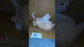 #cat #viral #viralvideo #viralshort #video #viralshorts #shorts #shortvideo #kitten #play #videos