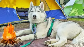 We Survived 192 Hours of Camping With Dogs! Adventure Huskies!