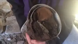 Homeless Puppy Trapped in a Pipe Gets Saved From Freezing Temperatures