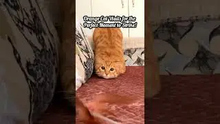 Orange Cat Waits for the Perfect Moment to Strike! 🐱👀🎯 #shorts #catlover