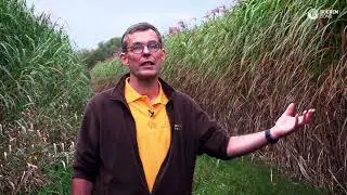 Waarom Miscanthus? De ervaring van Hof ter Vrijlegem