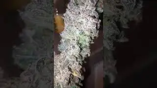 Banana Purple Punch Auto | Fast Buds by johnthegrower