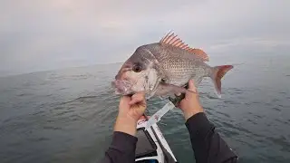 Glass out conditions chasing snapper