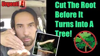 Cut That Root Before It Turns Into A Tree!