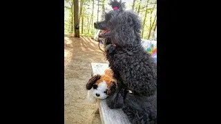 WestfordCAT Weekly News - May 3, 2019