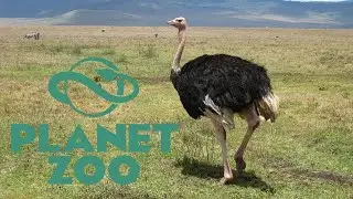 Common Ostrich Habitat Speed build : Planet Zoo