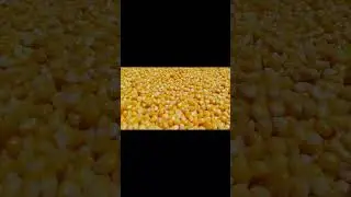 Sweet Corn Processing 🌽