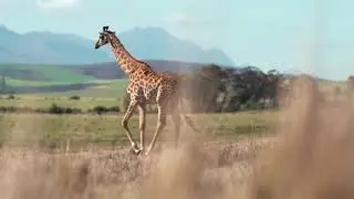 Kenya Safari Holiday Tours