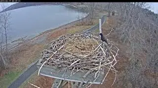 Grackle exploring nest