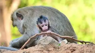 Jazzy family and Button monkey