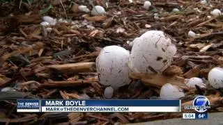 Damage racks up after baseball-size hail pummels Front Range