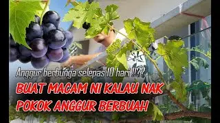 Cara Membuahkan Pokok Anggur