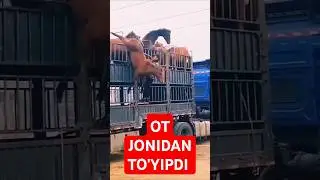 OT ZO'RRI EKAN BITA LAYK VA OBUNA #SHORT #атбег #horsefan #otlar #кокпар #бәйге #otlarlife #horse