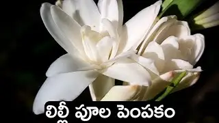 లిల్లీ పూల మొక్క పెంచండి ఇలా/lily plant growing/Rajnigandha plant care/tuberose