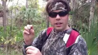 Geocache in a Frog at Little Big Econ State Forest