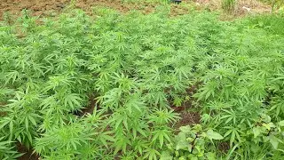 Jamaica outdoor cannabis garden || tour || November 7, 2024