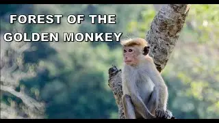Forest of the Golden Monkey (Full Episode) |