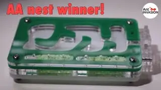 Ants Australia Nest Winner!!!