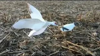 Flapping Snow Goose Decoy  - Wing Beat Snow Power Flapper by SilloSocks