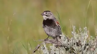 McCown's Longspur on breeding territory in July in Wyoming