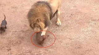 Unexpected! This Dog Was Let Into A Lion Cage...AND This Happened!