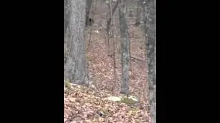 Grainger county bear