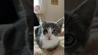 Unveiling the Mystery: Why Cats Love to Loaf #cat #yourcat #catlover
