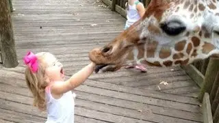 funny animals compilation 2020 | funny animal videos whatsapp status