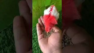 Rainbow Chicks, Cute chicks, Colorful Chicks, Cute chicks, Catching the Chicks