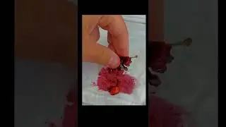 описание украла вишня 