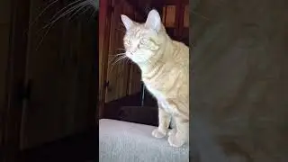 Thomas demanding another breakfast #cat #short