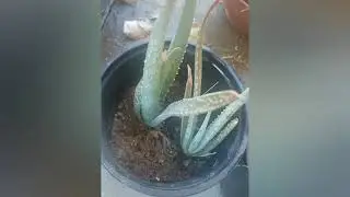Our yellow rose has a bud after fish water fertilizer used.