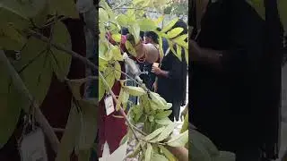Propagation of guava 