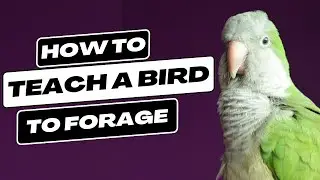 Teaching a Bird to Forage | Topics