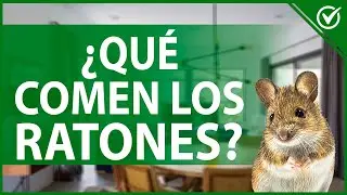 🧀 Qu&eacute; Comen los Ratones | Gu&iacute;a de Alimentaci&oacute;n y Cuidados de Ratones Dom&eacute;sticos 🧀🐁