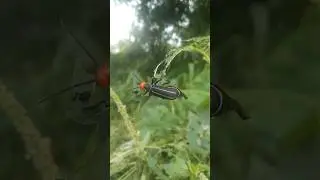 Dangerous beatel