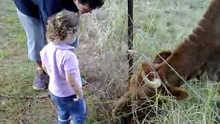 cow of a time ... but i want my tiny teddies
