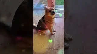 The dog is watching the grounding device (Собака наблюдает за устройством заземления в доме А-фрейм)