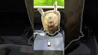 Play the IMPOSSIBLE PAUSE GAME with my TORTOISE. 🦆🐢 #shorts #tortoise #turtle #impossiblechallenge