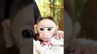 Baby Monkey /Rescues / Ranni RRT#forest #pathanamthitta