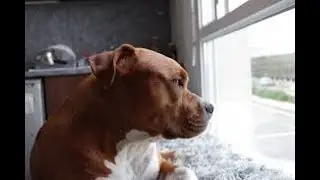Separation Anxiety - Non Drug Treatment