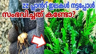 ഇലകൾ വെള്ളത്തിൽ ഇട്ടാൽ കാട് പോലെ വളർത്താം | ZZ Plant Varieties Tips | Indoor zz plant care