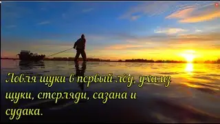 Ловля щуки в первый лёд, уха из щуки, стерляди, сазана и судака.