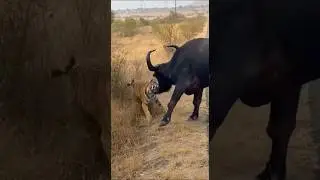 🐯Tiger and buffalo 🦬 fighting #animals #fighting