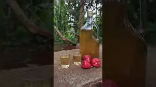 Wine making, Chambakka wine, Rose Apple wine, Water Apple, Farm Life, Attappadi