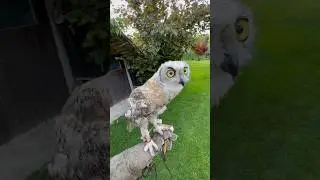 First time outside #sonic #owl #bird #animals #fyp #viral #fypシ #foryou #foryoupage #cute #eagle